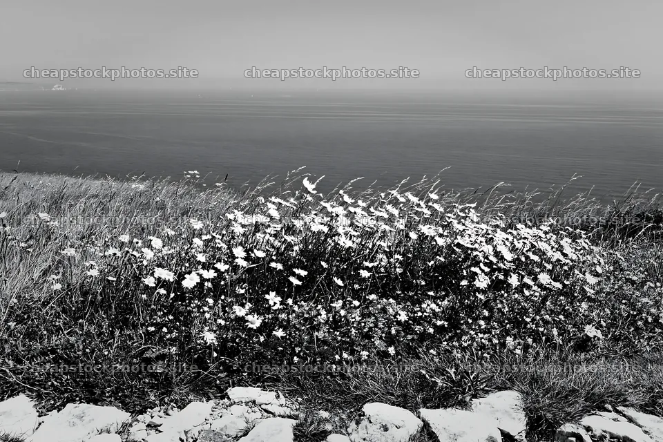 Coastal cliff meadow with flowers overlooking the sea – stock photos 9722x6480