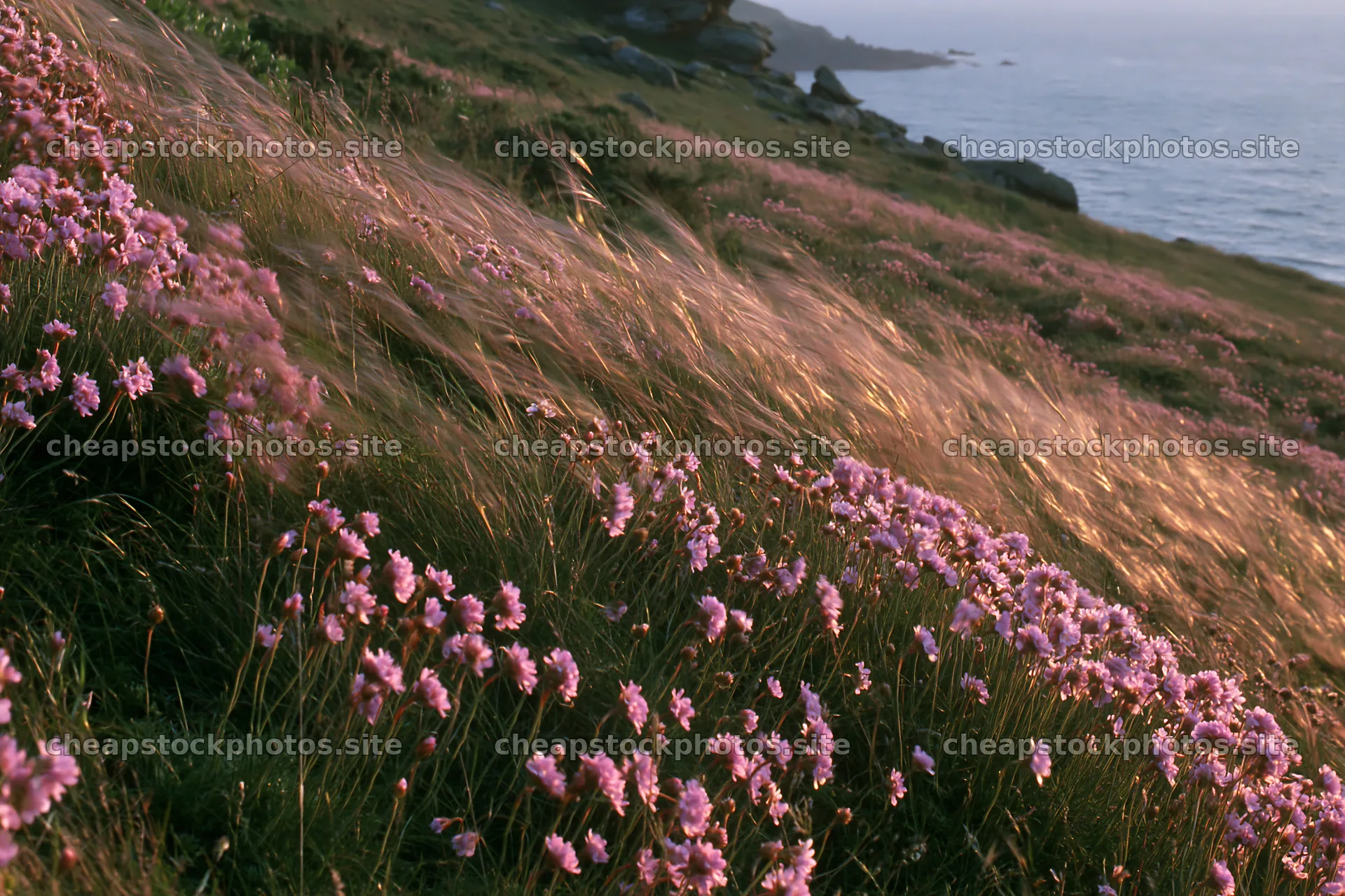 Pink campion meadow by the sea at sunset – stock photos 9722x6480