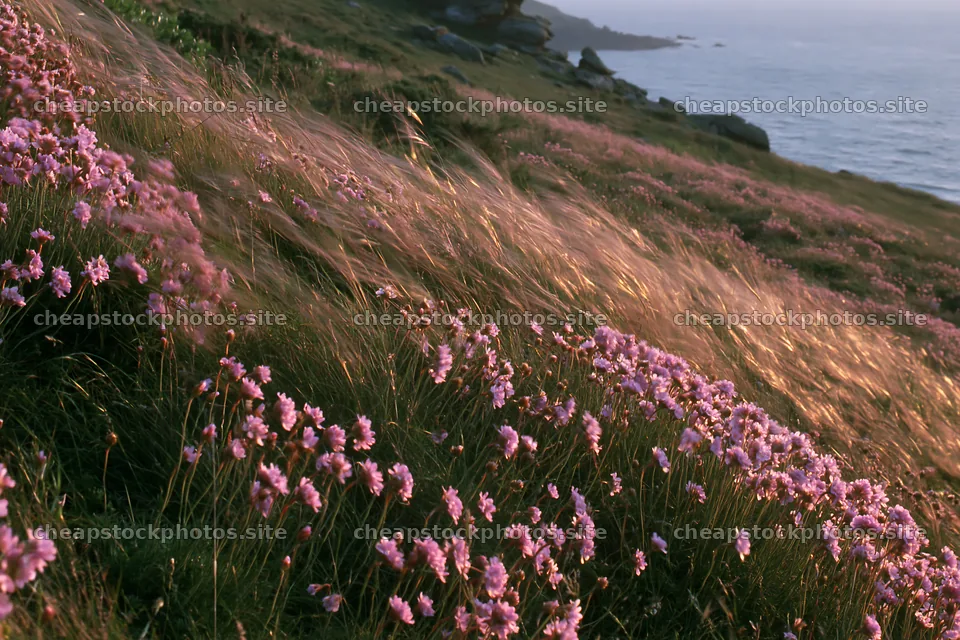 Pink campion meadow by the sea at sunset – stock photos 9722x6480