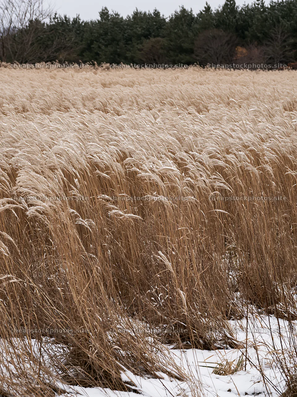 Climate-resilient Hokkaido silver grass meadow seedheads in winter – stock photos 6866x9174