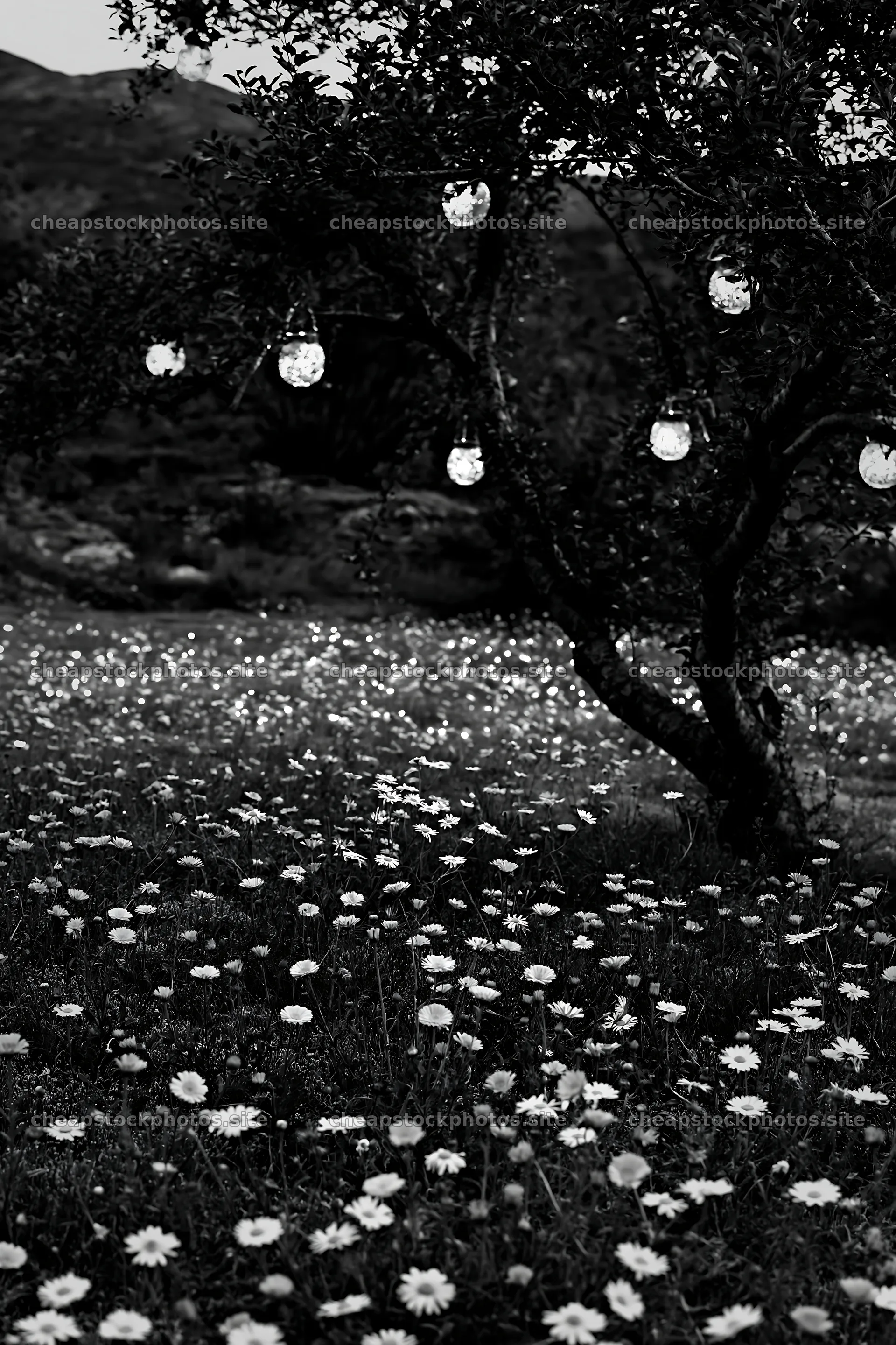 Apple tree with lanterns in a meadow during Christmas – stock photos 6480x9722