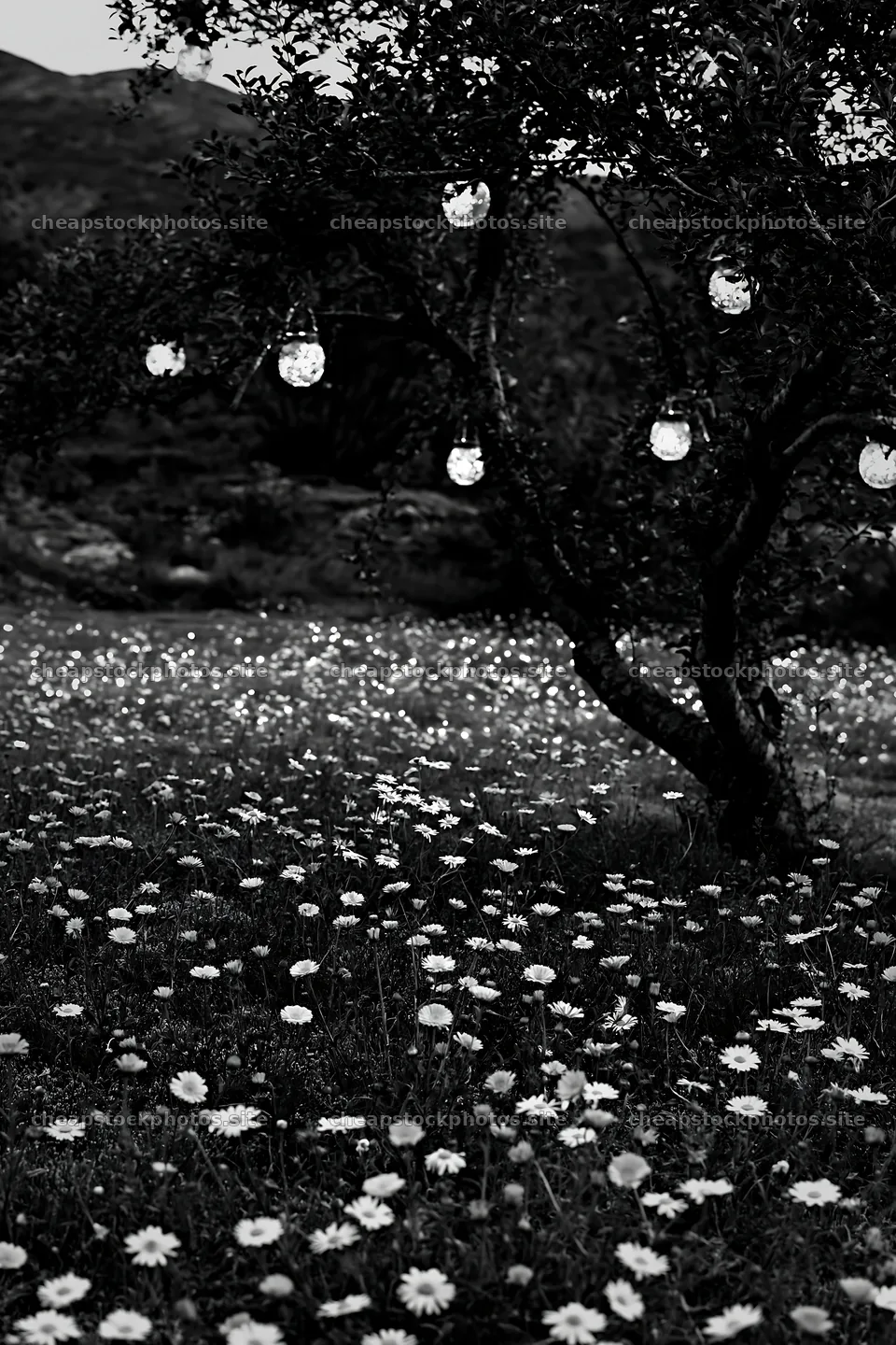Apple tree with lanterns in a meadow during Christmas – stock photos 6480x9722