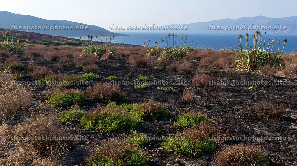 Drought-tolerant meadow with coastal view and distant hills – stock photos 10608x5938