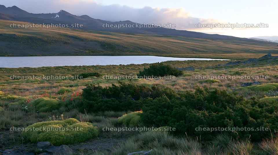 Regenerative meadow under a clear sky beside a calm lake – stock photos 10608x5938