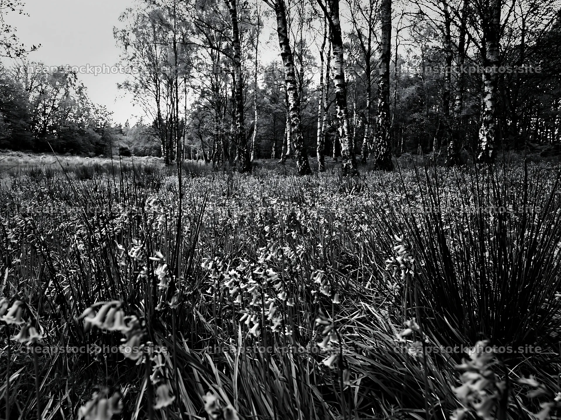 Meadow with wildflowers in birch woodland – stock photos 9174x6866