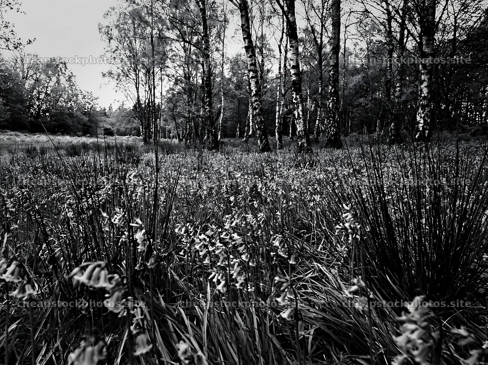 Meadow with wildflowers in birch woodland – stock photos 9174x6866