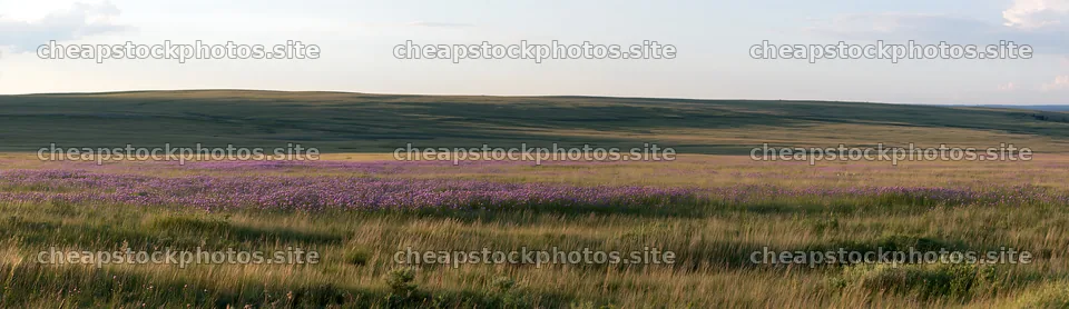 Violet knapweed meadow in the open landscape during daylight – stock photos 14762x4268