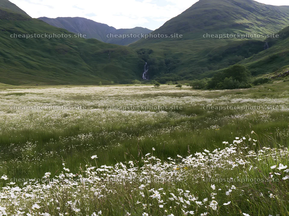 White wildflower meadow below waterfall in a green landscape – stock photos 9174x6866