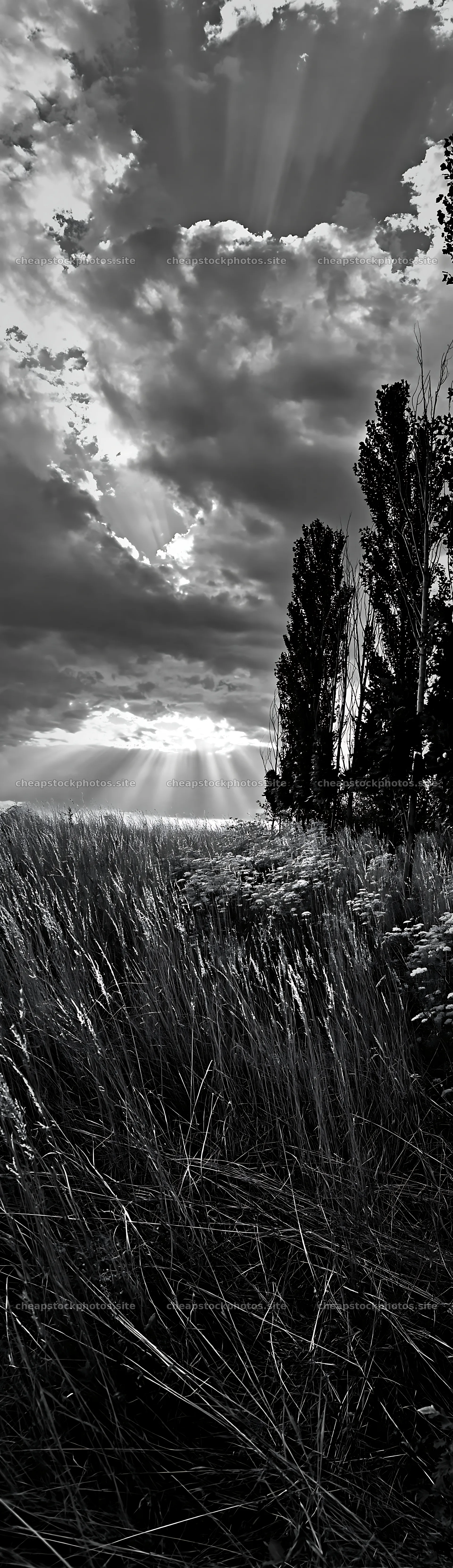 Christmas wreaths in meadow under clouds and rays – stock photos 4268x14762