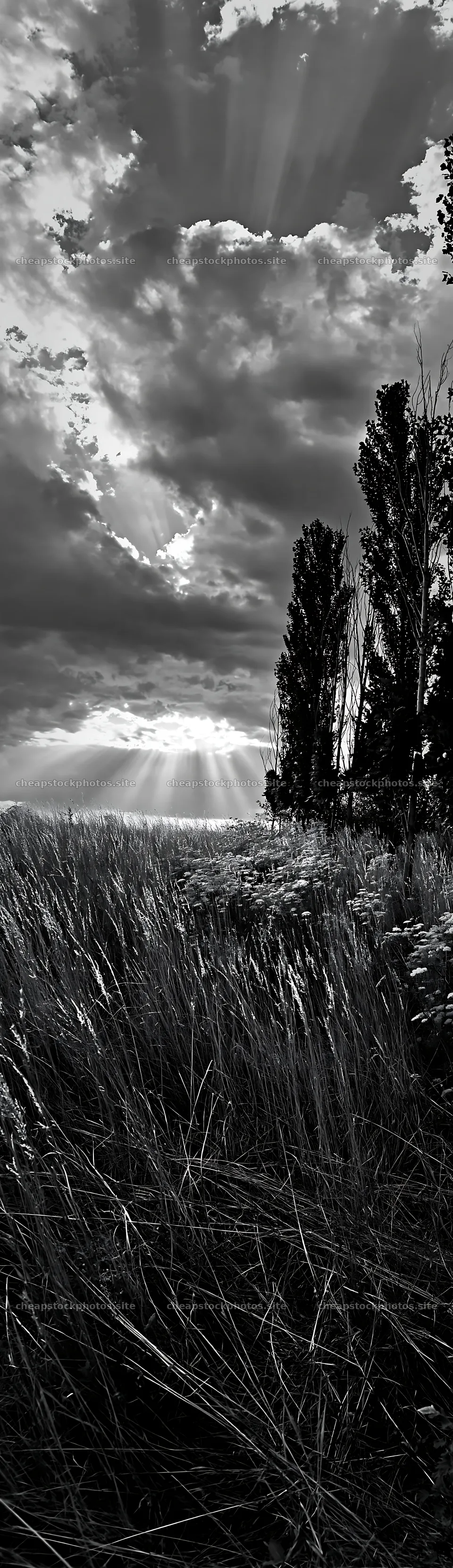 Christmas wreaths in meadow under clouds and rays – stock photos 4268x14762