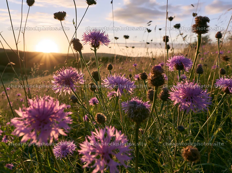 Violet knapweed meadow at sunset in open field – stock photos 9174x6866