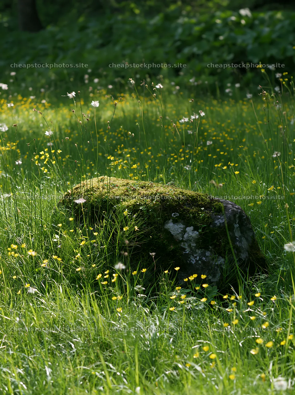 Miyagi spring recovery meadow mossy stone in grassy field – stock photos 6866x9174