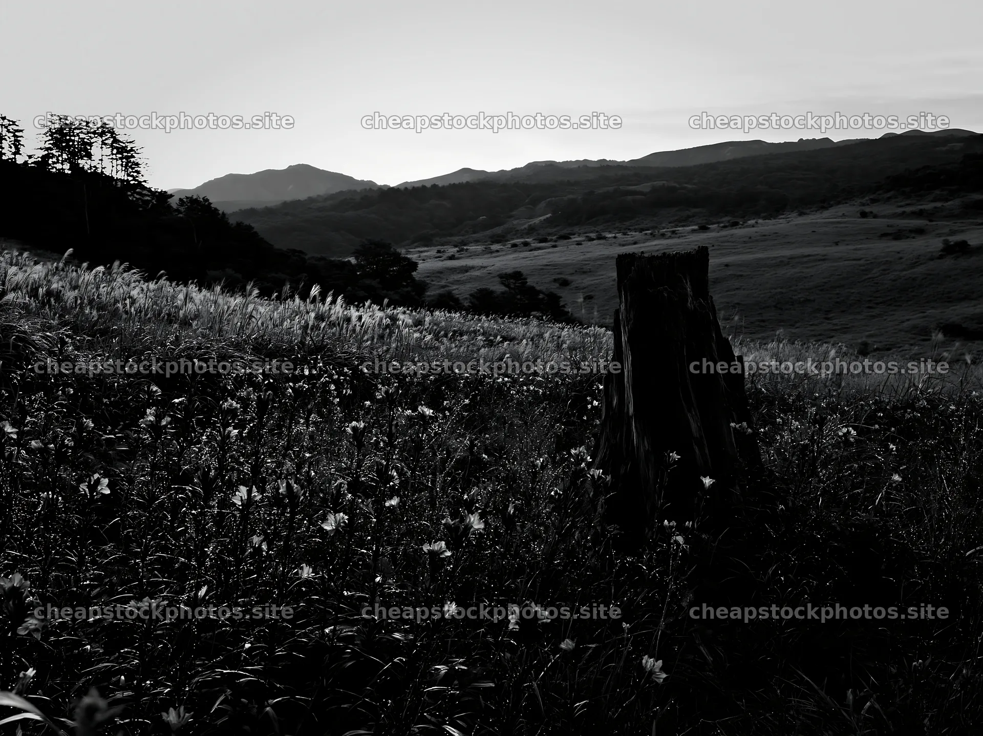 Fukushima native meadow with weathered stump – stock photos 9174x6866