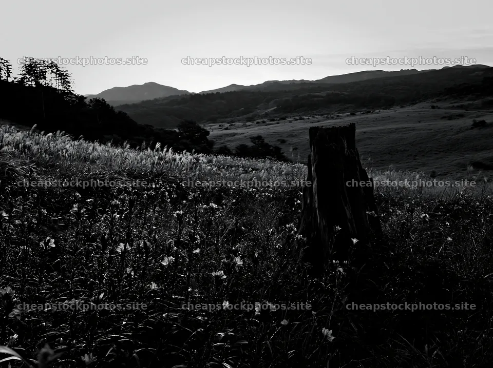 Fukushima native meadow with weathered stump – stock photos 9174x6866