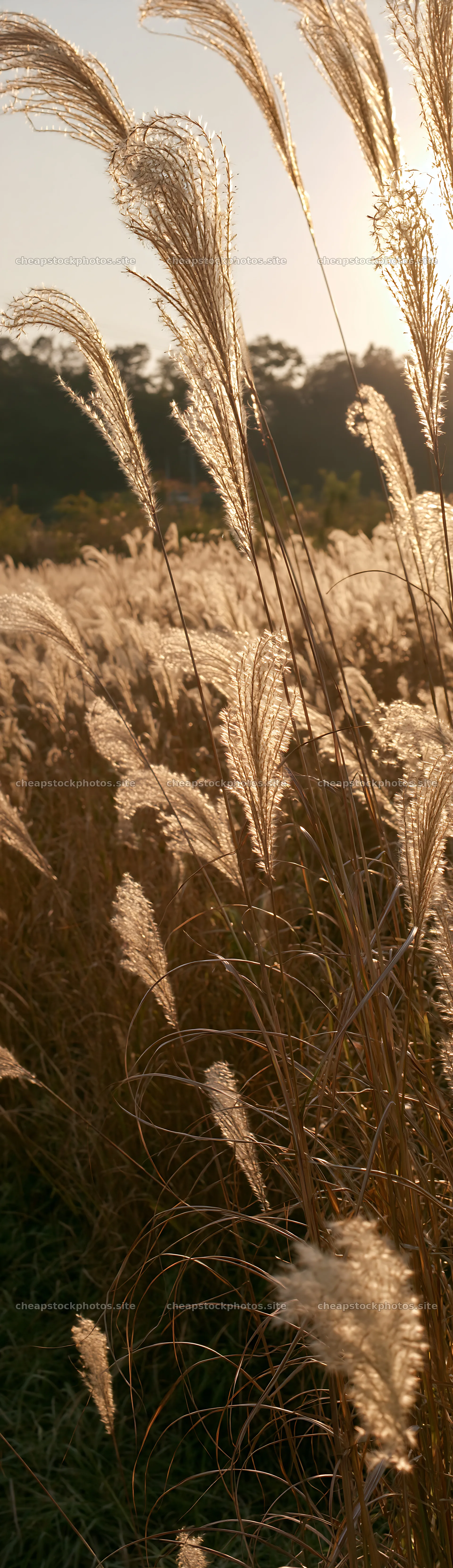 Aichi restored meadow autumn seedheads in bright sunlight – stock photos 4268x14762