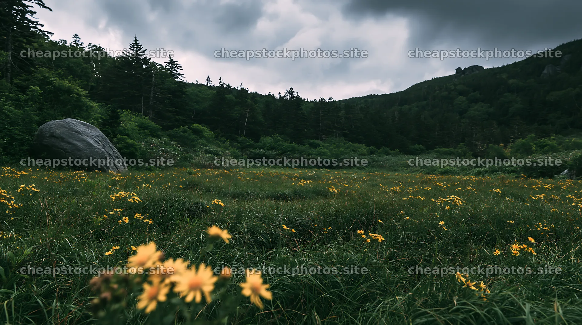 Aomori climate resilient meadow with boulder showing yellow flowers – stock photos 10608x5938