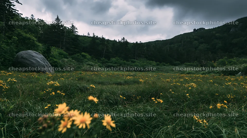 Aomori climate resilient meadow with boulder showing yellow flowers – stock photos 10608x5938