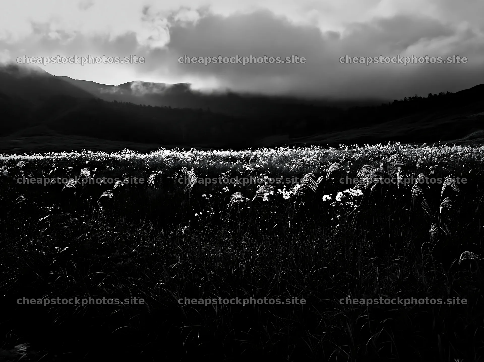 Akita snowmelt meadow with silver grasses under cloudy sky – stock photos 9174x6866