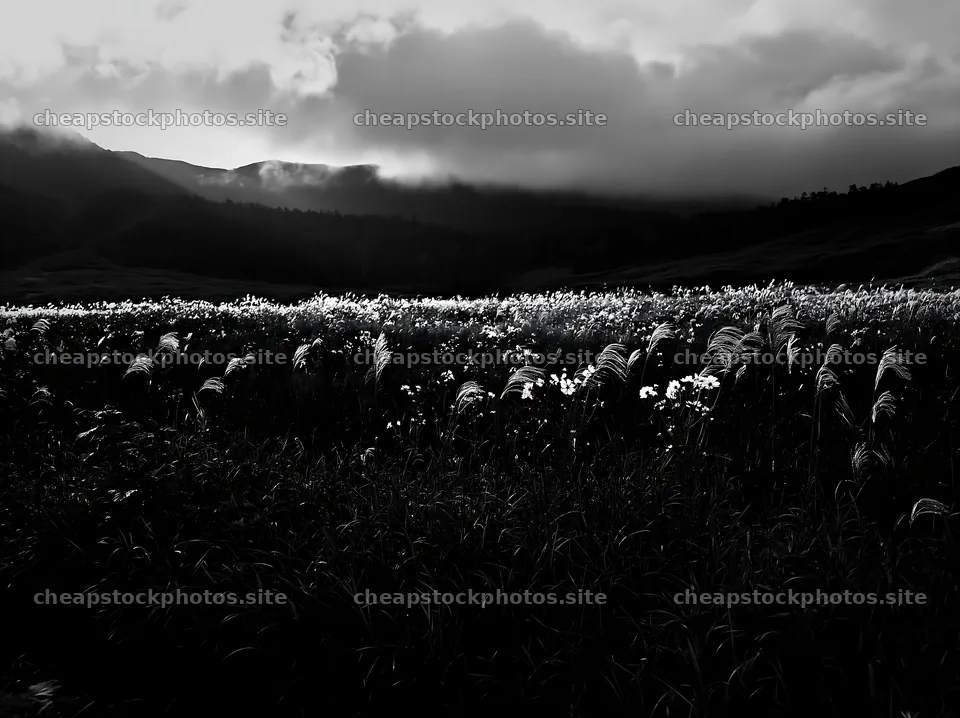 Akita snowmelt meadow with silver grasses under cloudy sky – stock photos 9174x6866