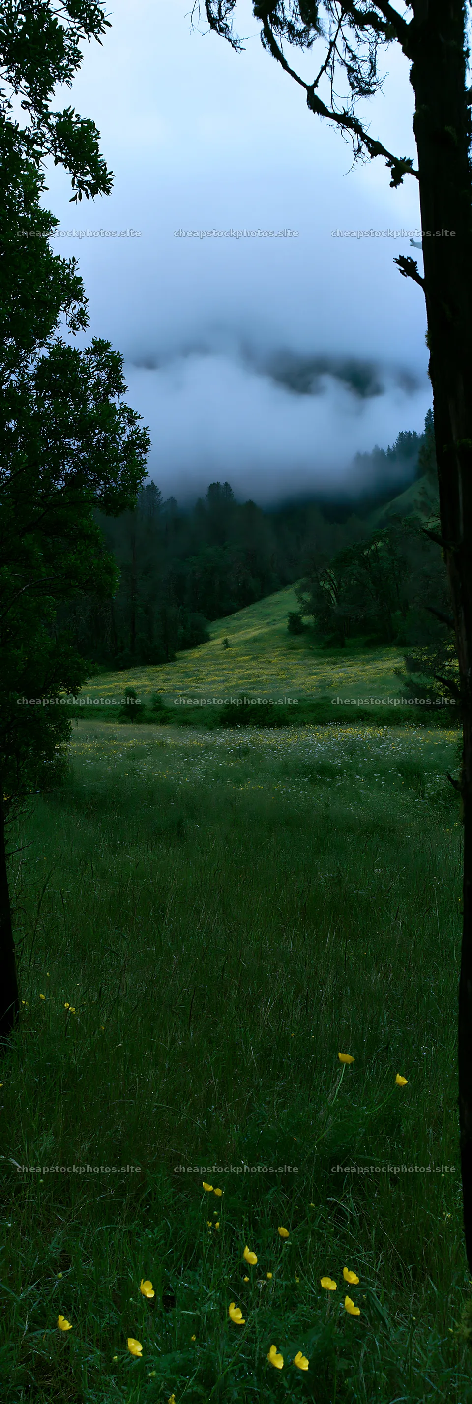 Cloudy foothill meadow with green grass and trees – stock photos 4602x13690