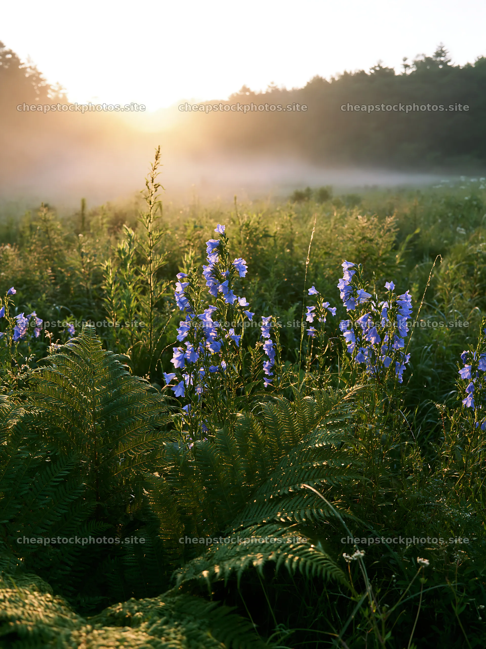 Nara summer meadow with fern and flowers at sunrise – stock photos 6866x9174