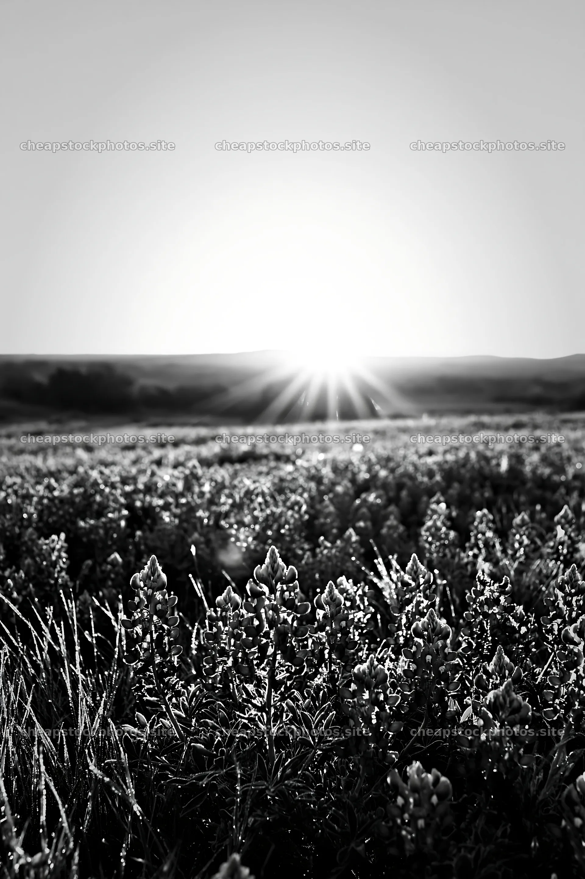 Bluebonnet meadow sunrise with sunlight breaking the horizon – stock photos 6480x9722