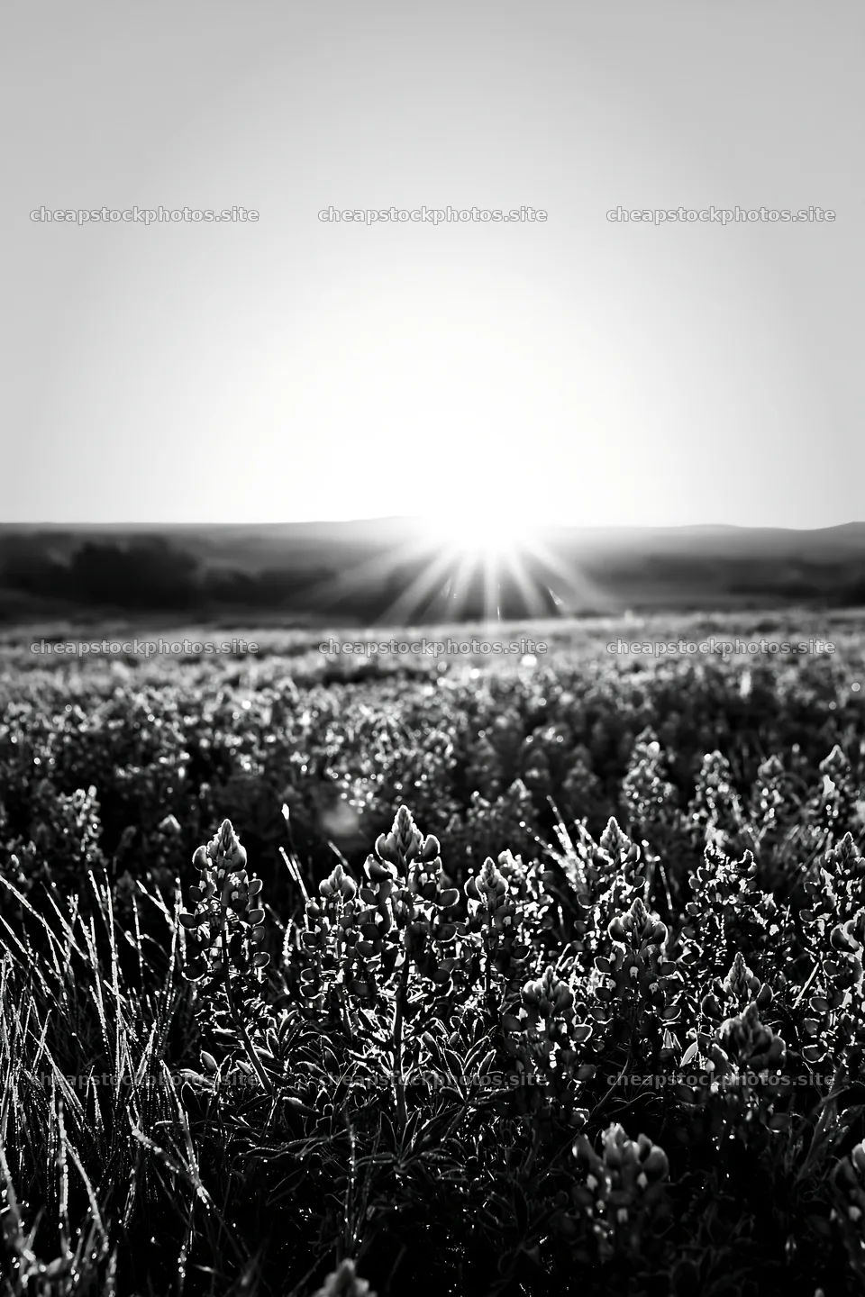 Bluebonnet meadow sunrise with sunlight breaking the horizon – stock photos 6480x9722