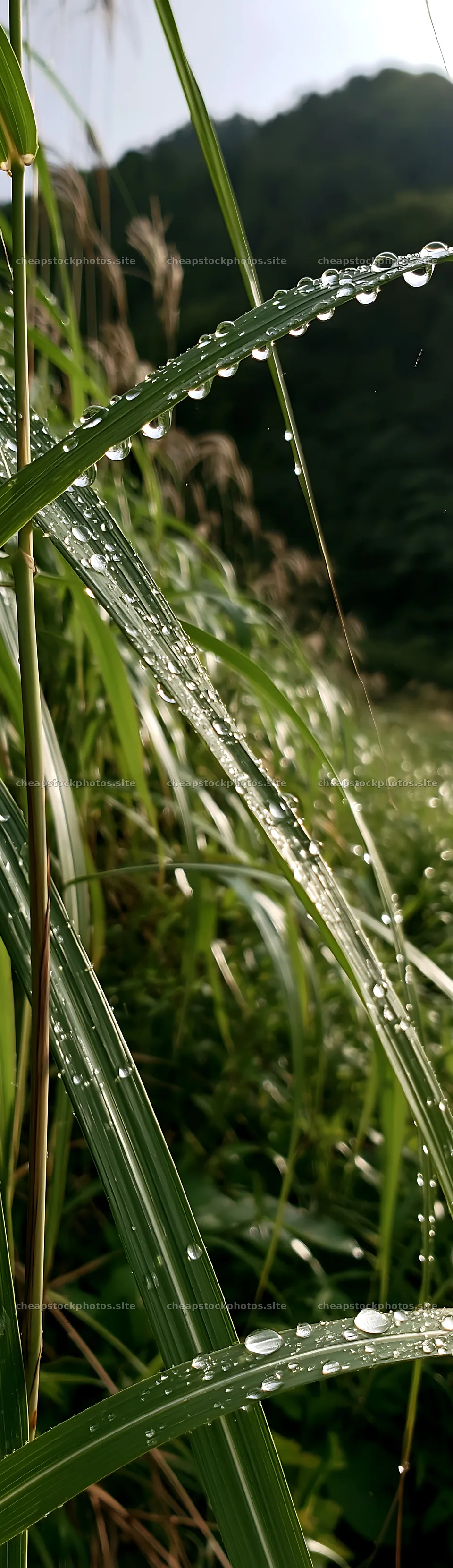 Fukui native grass meadow rain droplets create a refreshing scene – stock photos 4268x14762