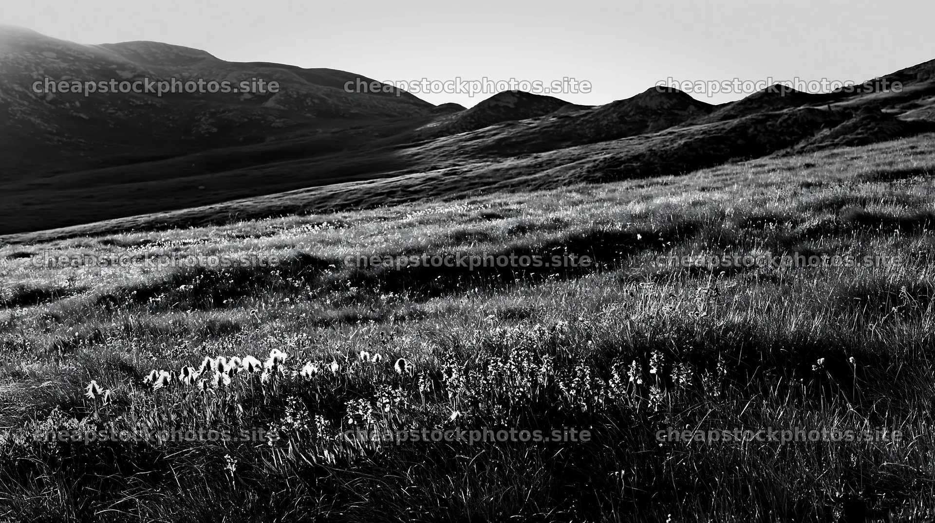Regenerative meadow with grass and mountains in black and white – stock photos 10608x5938