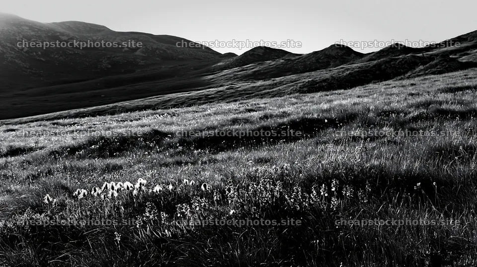Regenerative meadow with grass and mountains in black and white – stock photos 10608x5938