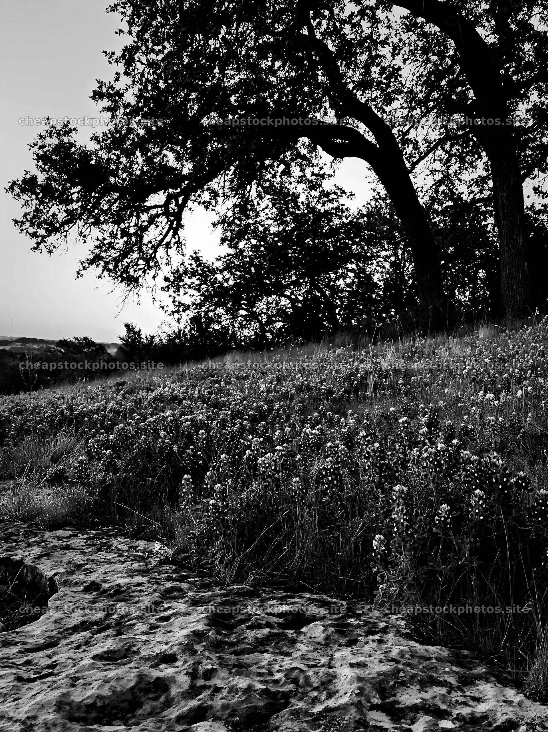 Bluebonnet meadow at sunrise with trees and rocky foreground – stock photos 6866x9174