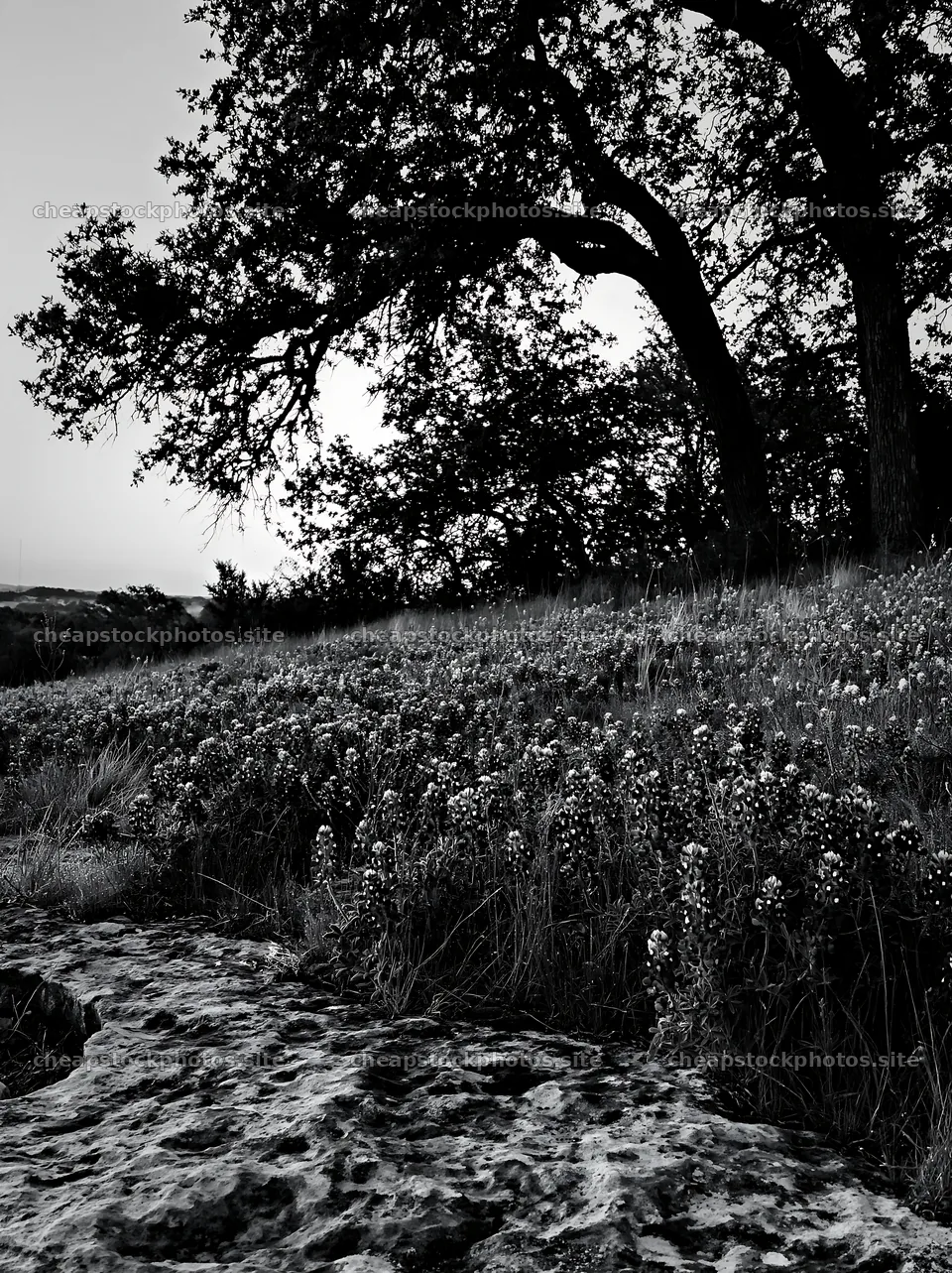 Bluebonnet meadow at sunrise with trees and rocky foreground – stock photos 6866x9174