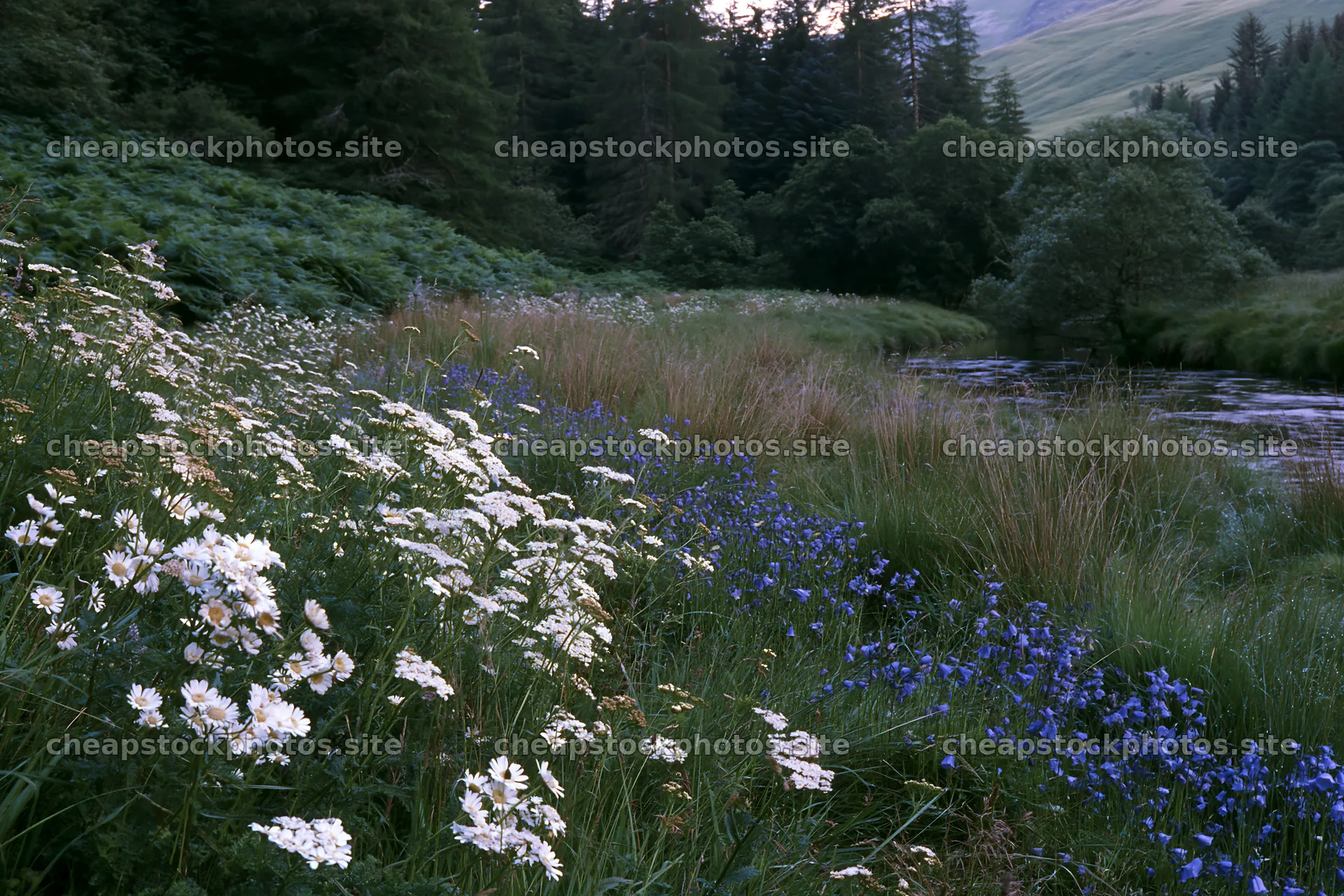 Woodland flower border beside stream in meadow – stock photos 9722x6480