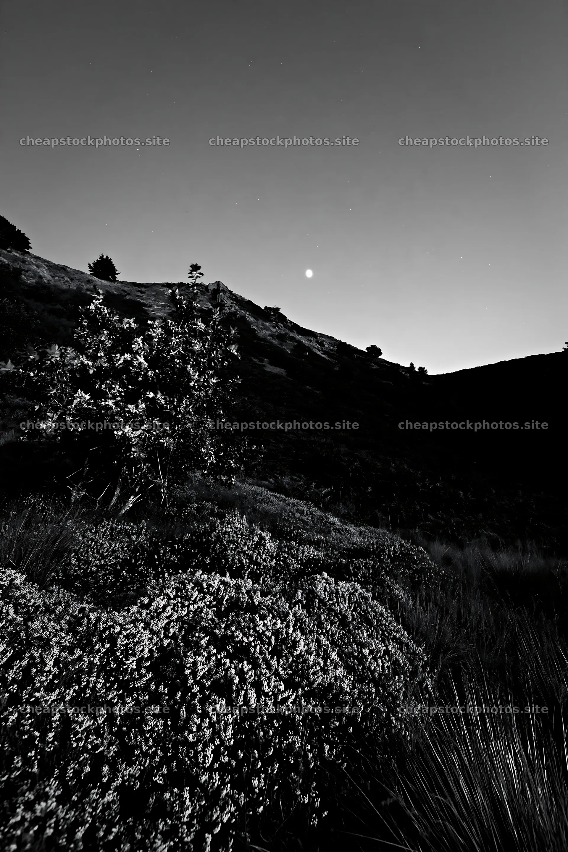 Dark sky over meadow with shrubs at night – stock photos 6480x9722