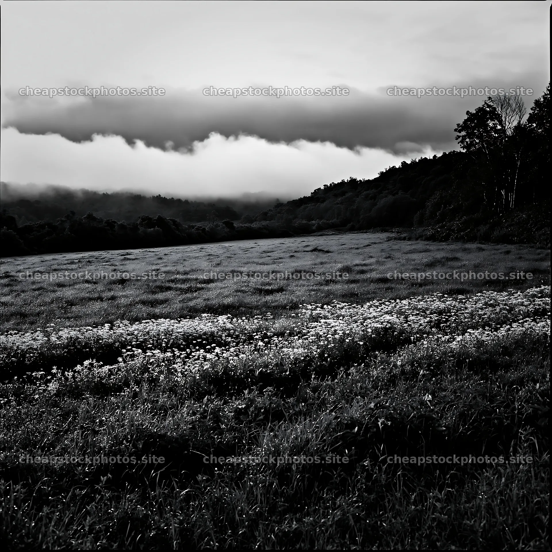 Expansive Hokkaido restoration meadow with dewdrops – stock photos 7938x7938