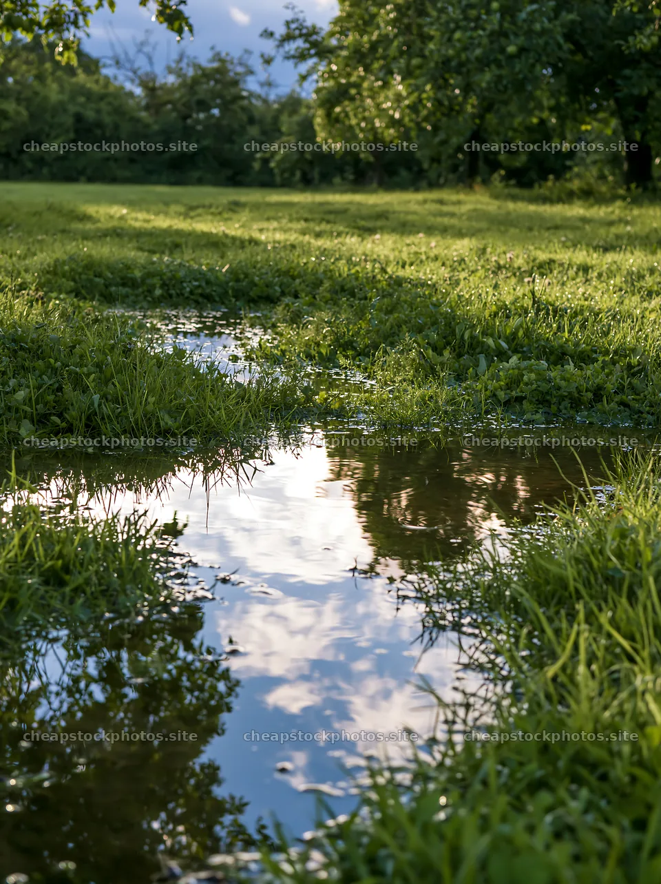 Meadow with clover and water reflection in natural light – stock photos 6866x9174