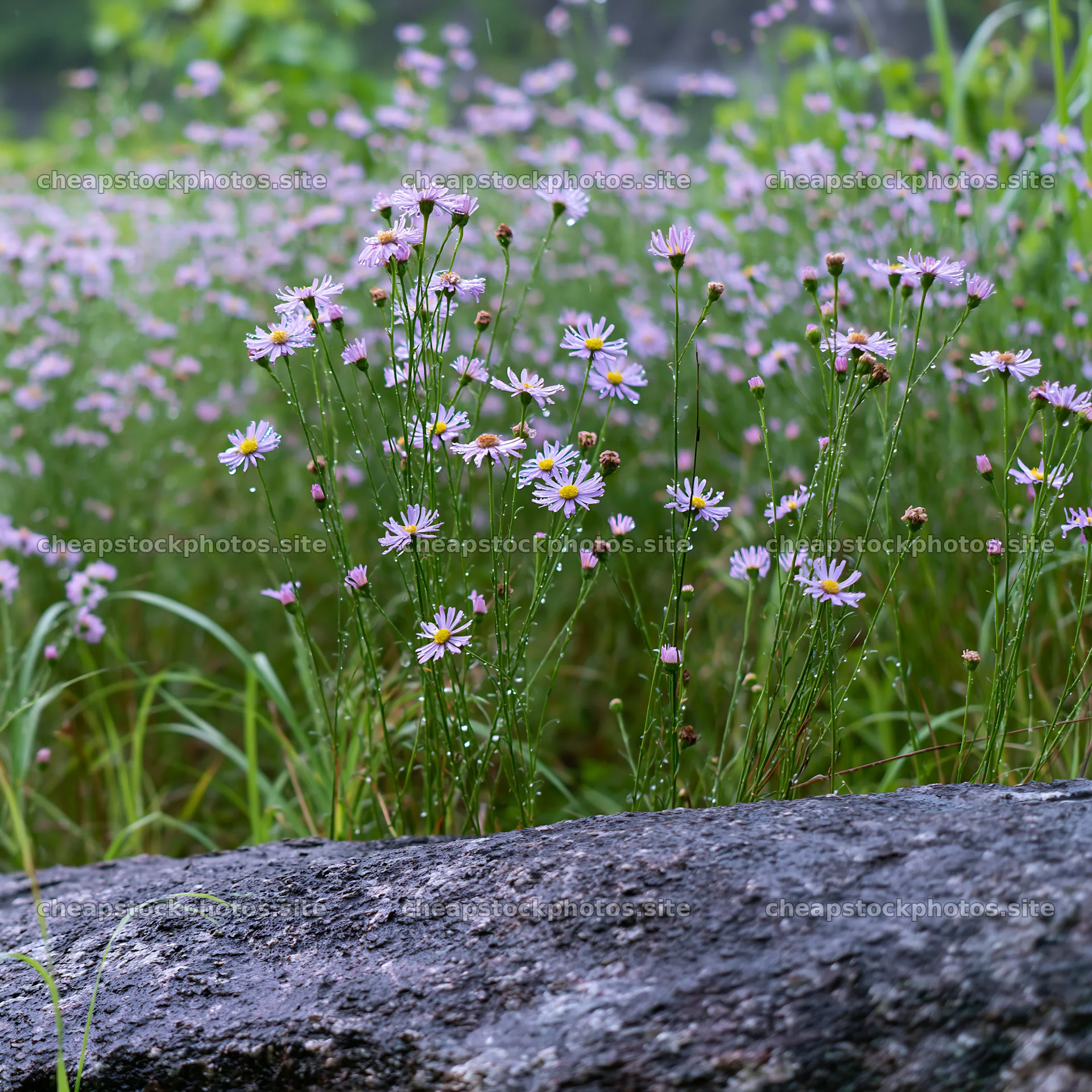 Hiroshima meadow with flowers and rocks during rain – stock photos 7938x7938