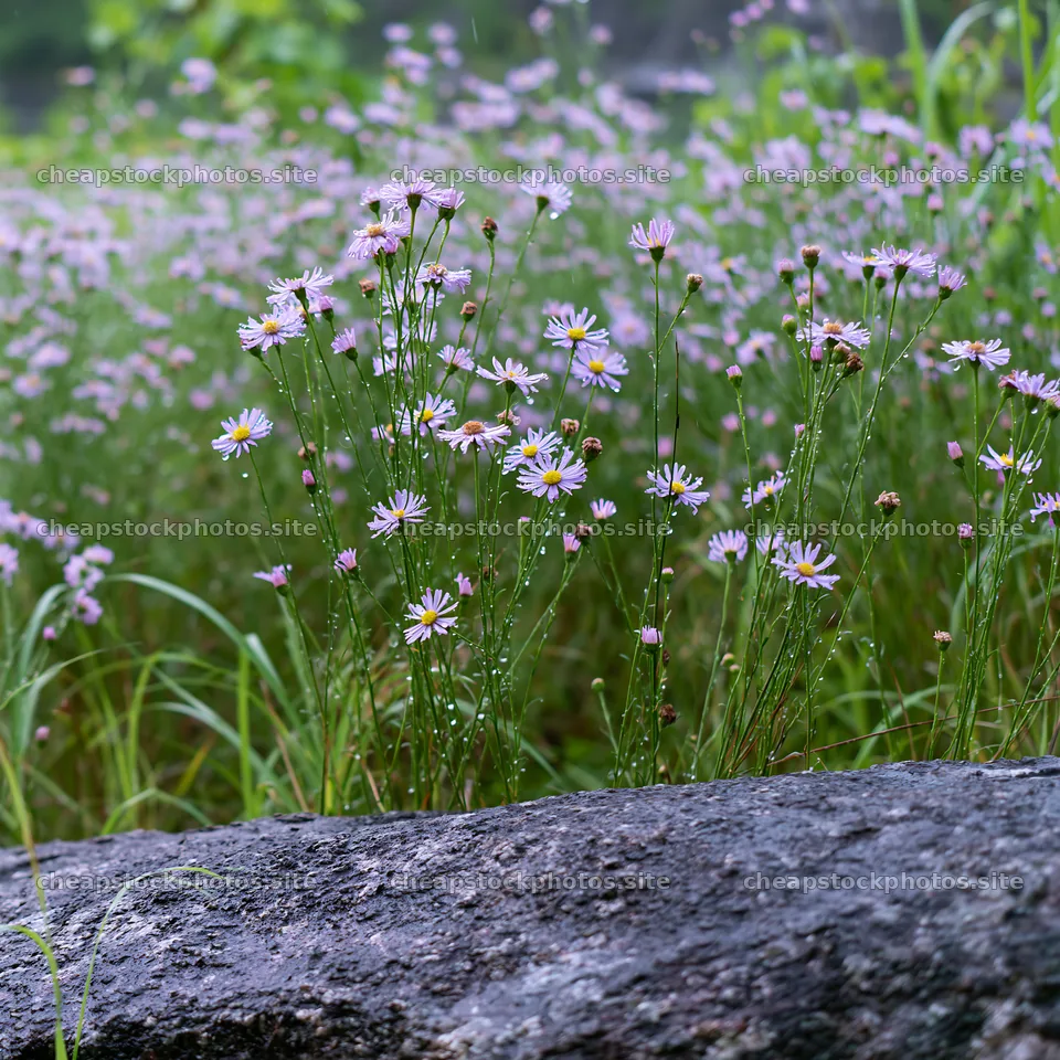 Hiroshima meadow with flowers and rocks during rain – stock photos 7938x7938