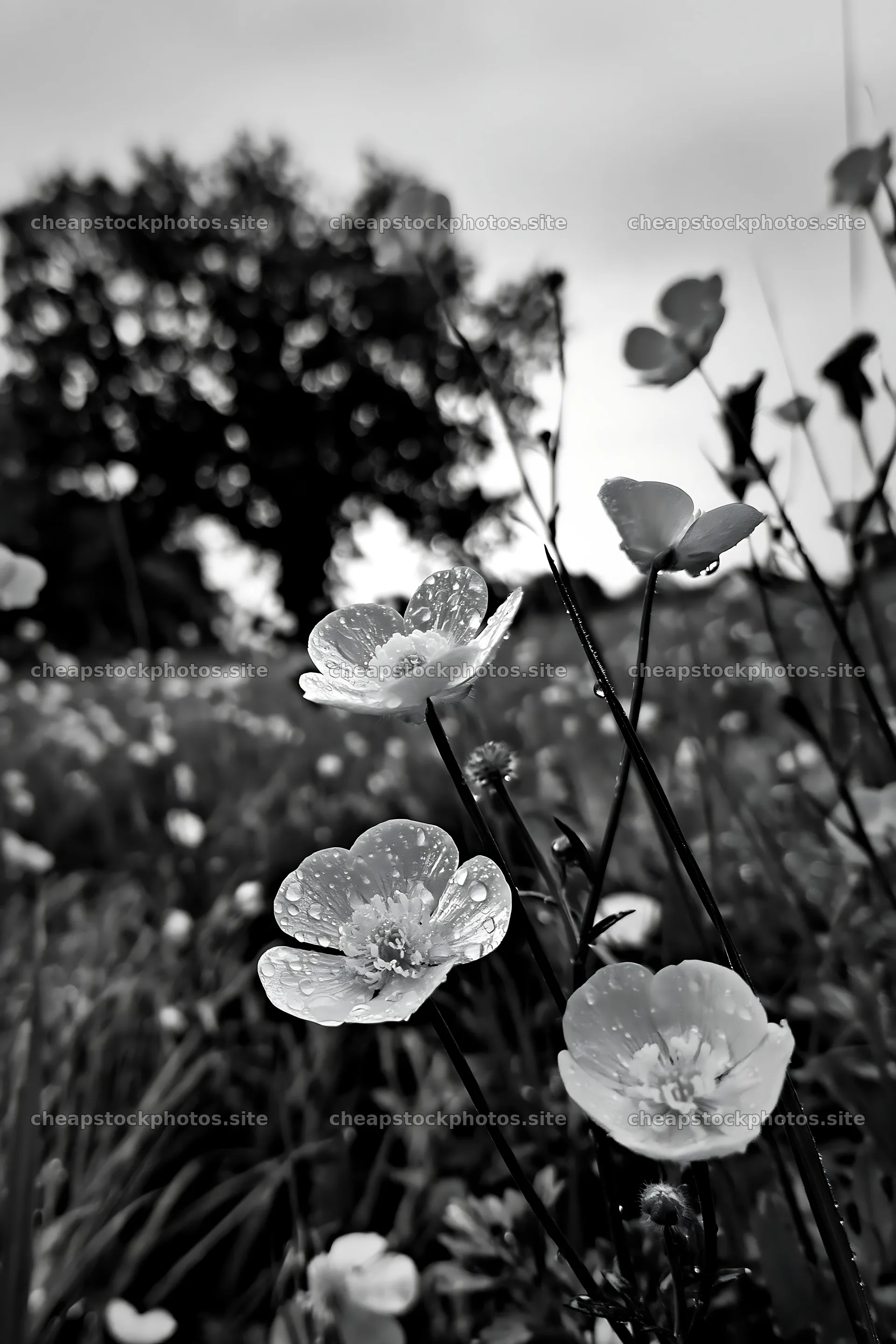 Buttercup meadow with flowers and dew in black and white – stock photos 6480x9722