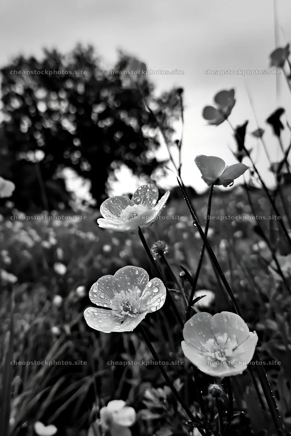 Buttercup meadow with flowers and dew in black and white – stock photos 6480x9722