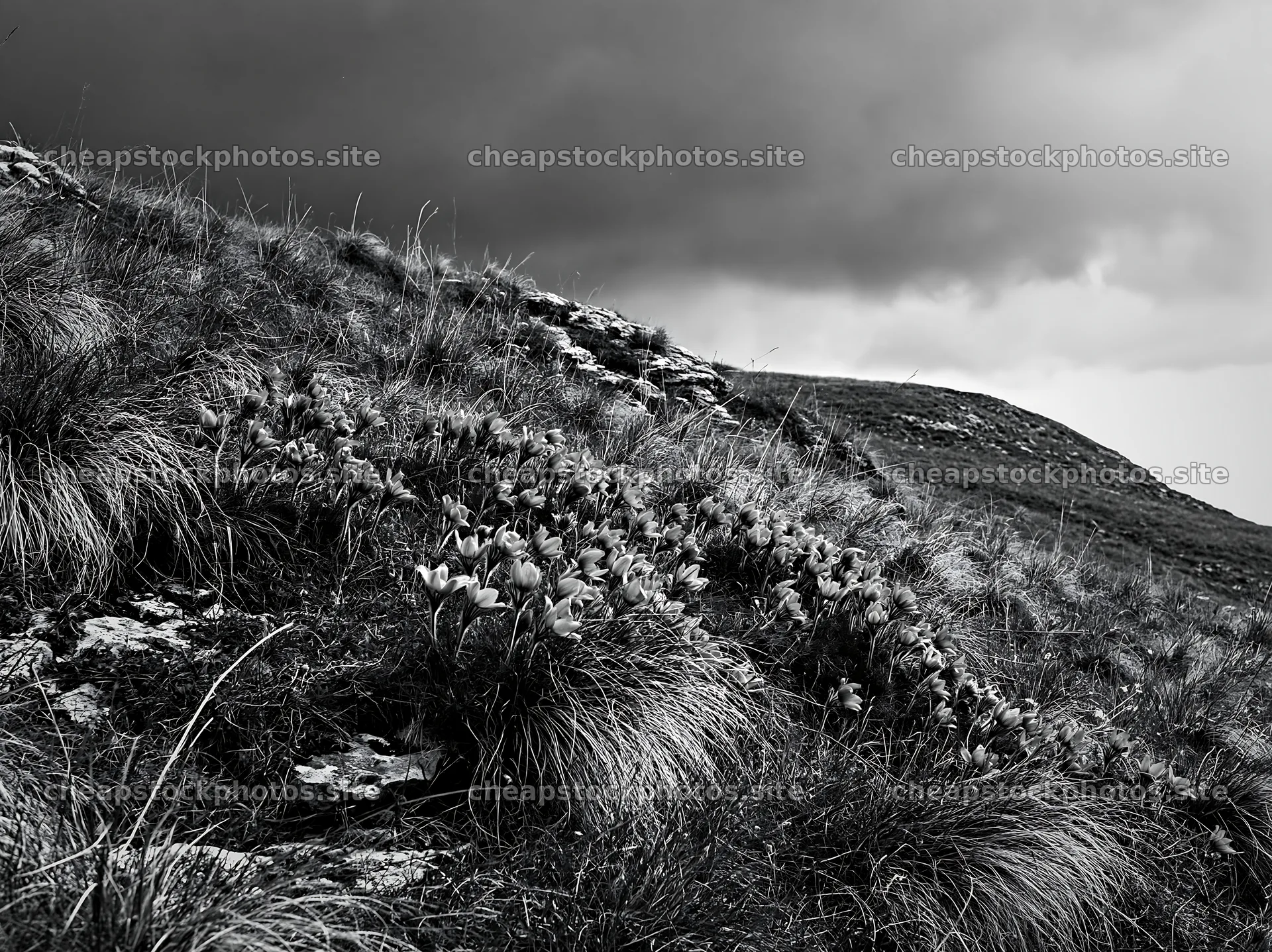 Cloudy pasque flower meadow on limestone slope – stock photos 9174x6866