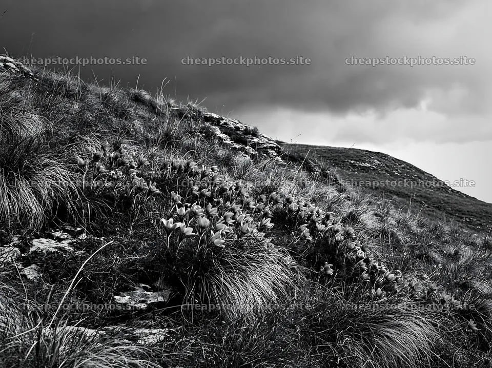 Cloudy pasque flower meadow on limestone slope – stock photos 9174x6866