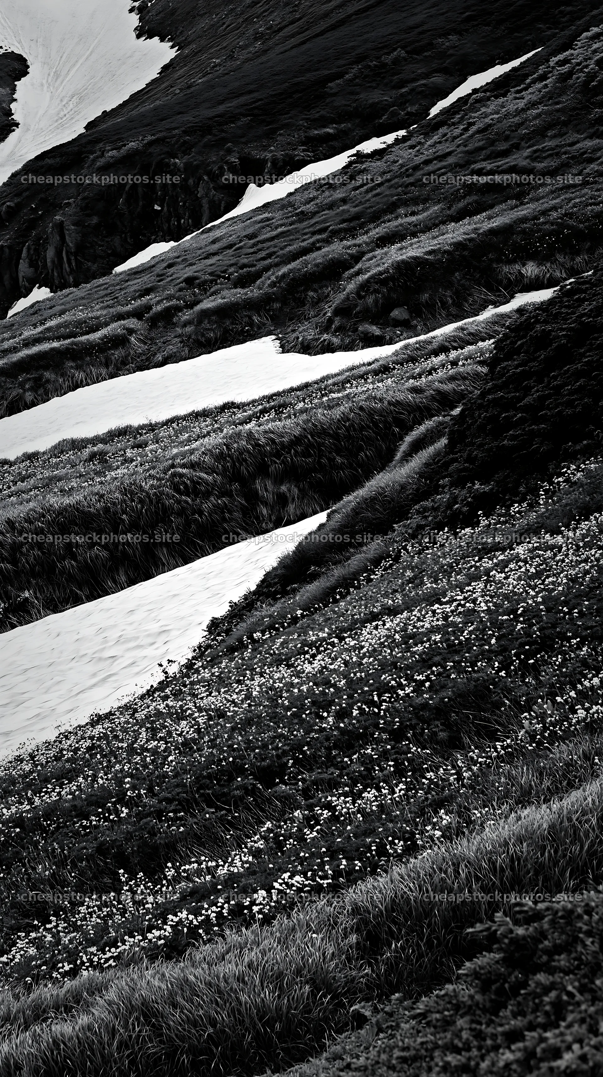 Akita snowmelt meadow with silver grasses under bright daylight – stock photos 5938x10608