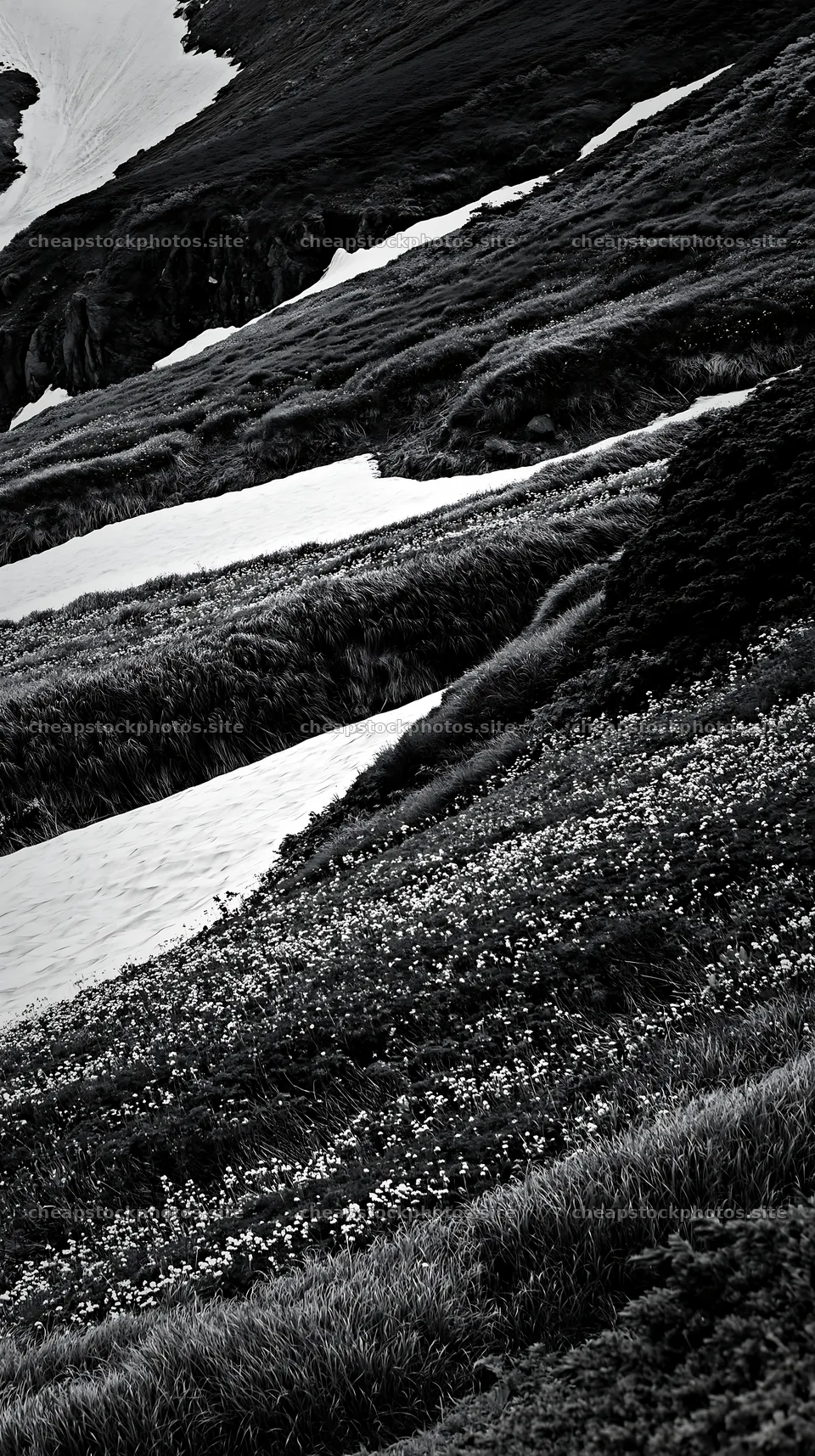 Akita snowmelt meadow with silver grasses under bright daylight – stock photos 5938x10608