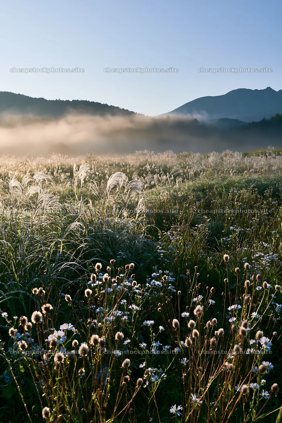 Biodiverse Nagano silver grass meadow dew in morning light – stock photos 6480x9722