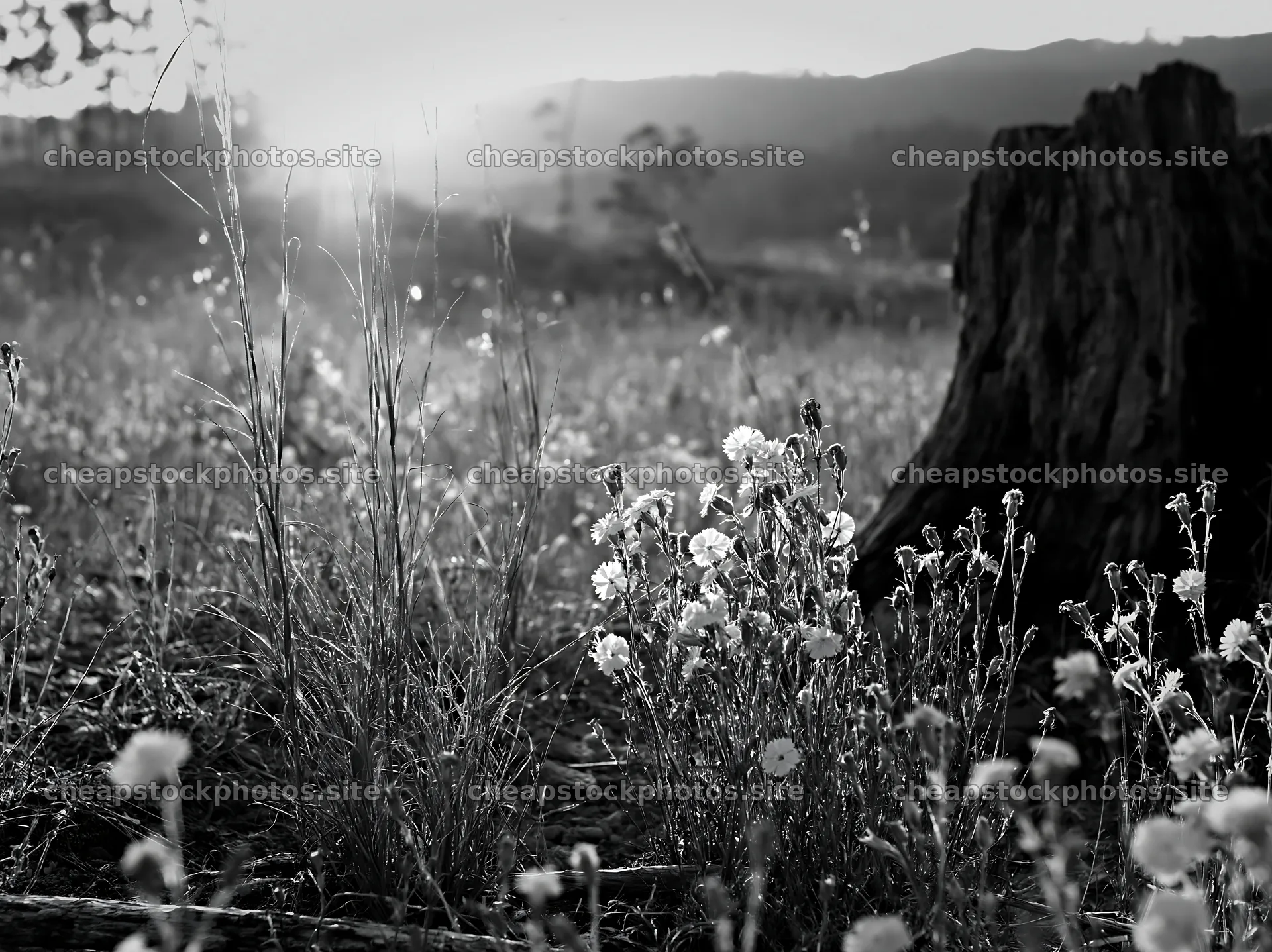 Fukushima native meadow with weathered stump – stock photos 9174x6866