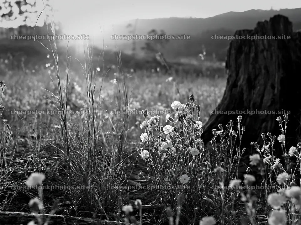 Fukushima native meadow with weathered stump – stock photos 9174x6866