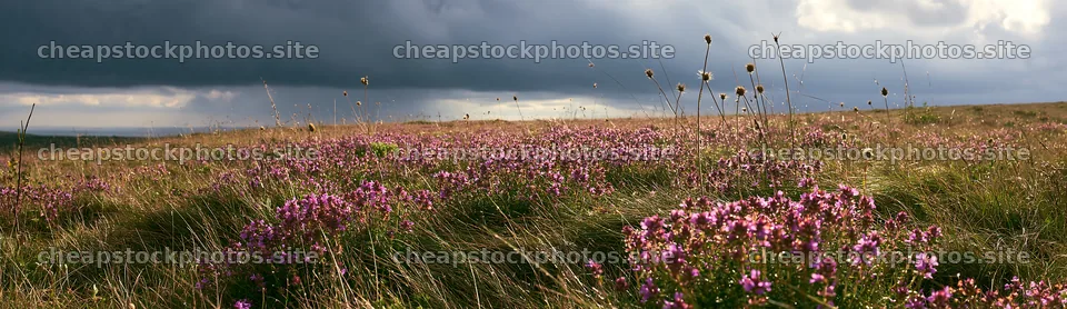 Cloudy wild thyme meadow in nature on a summer day – stock photos 14762x4268