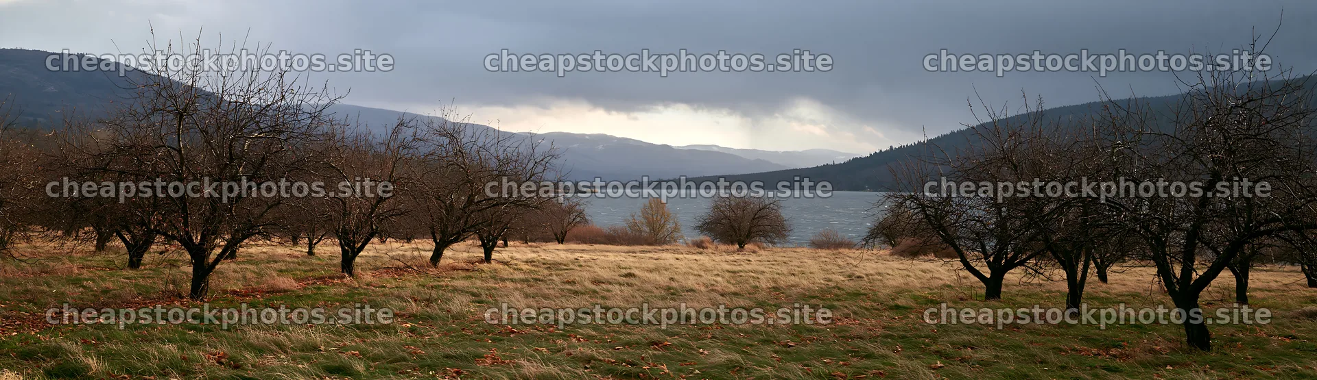 Lakeside orchard meadow with trees along the water – stock photos 14762x4268
