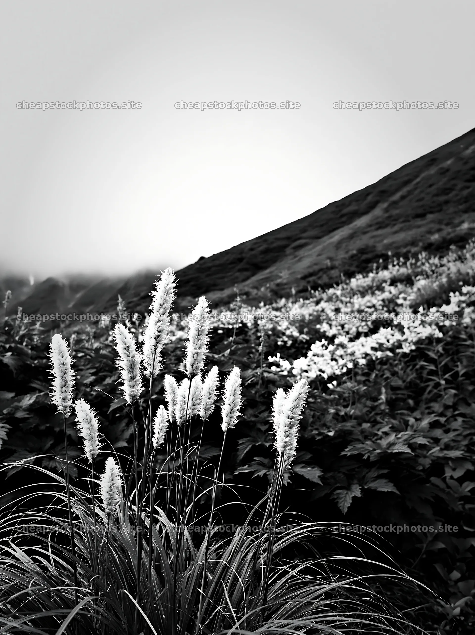 Iwate meadow with seedheads after rain in black and white – stock photos 6866x9174